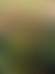 Christmas Tree Lighting 2025