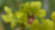 orchid_dendrobium_10083_OT286_4.jpg