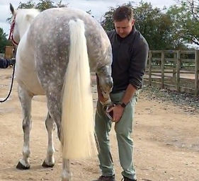Man stands with horse