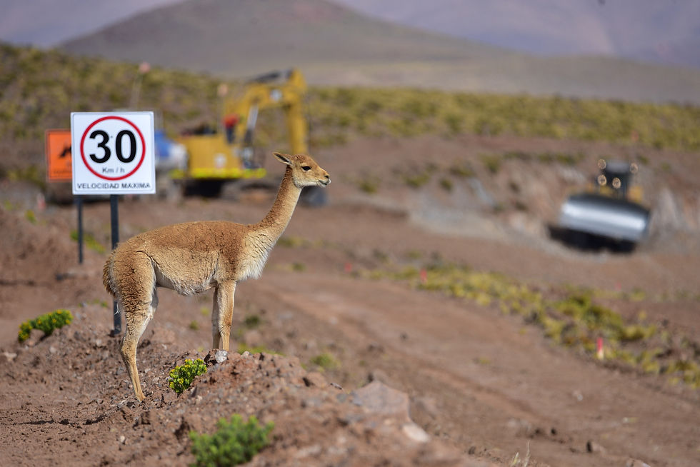 Normalmente en fotos de fauna no hay cosas artificiales, pero siempre depende de lo que quiera mostrar. En este caso, el impacto en la fauna.