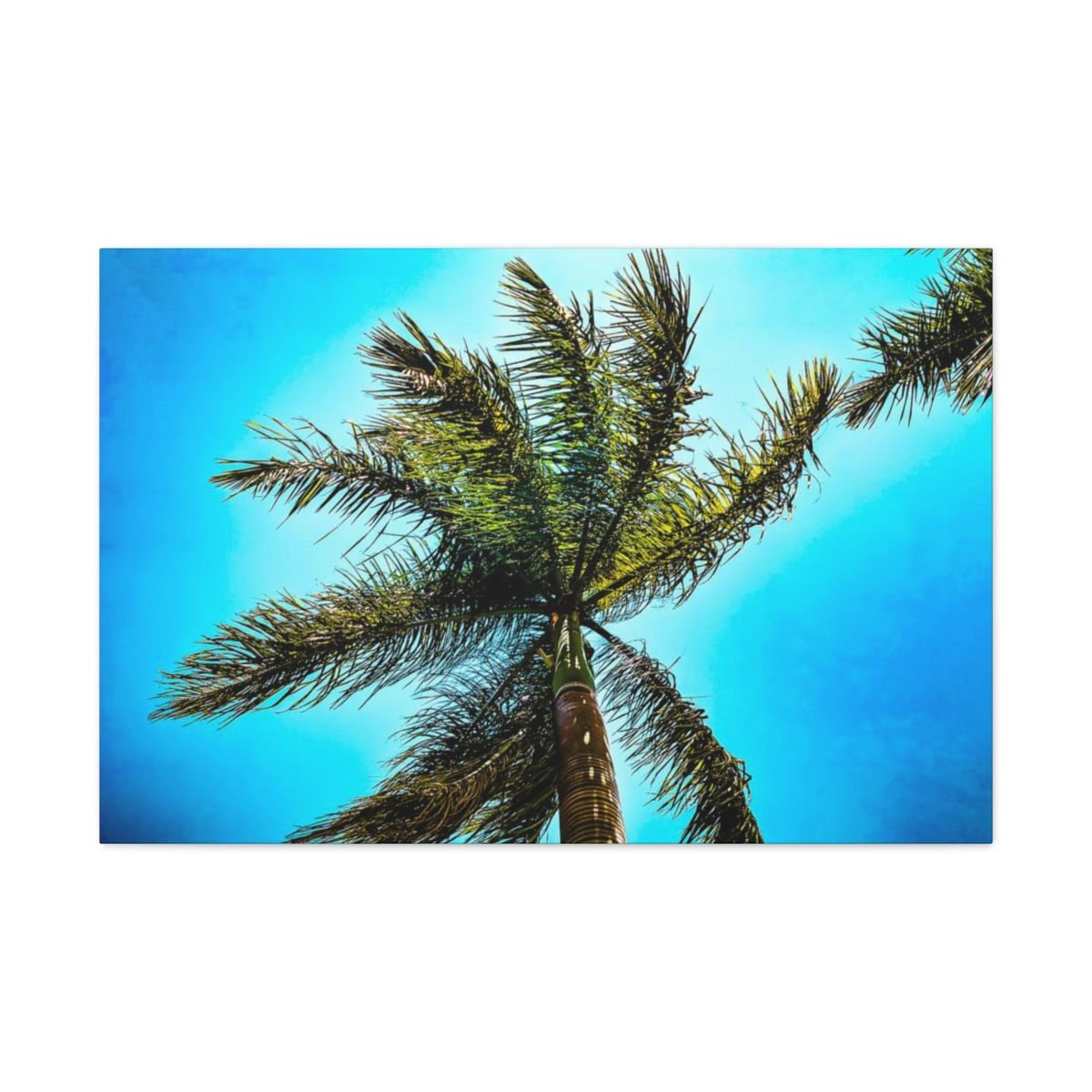 Lone Palm Tree with vibrant skies on Canvas Gallery Wraps