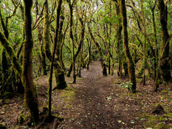 GOMERA