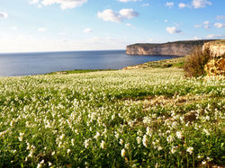 GOZO