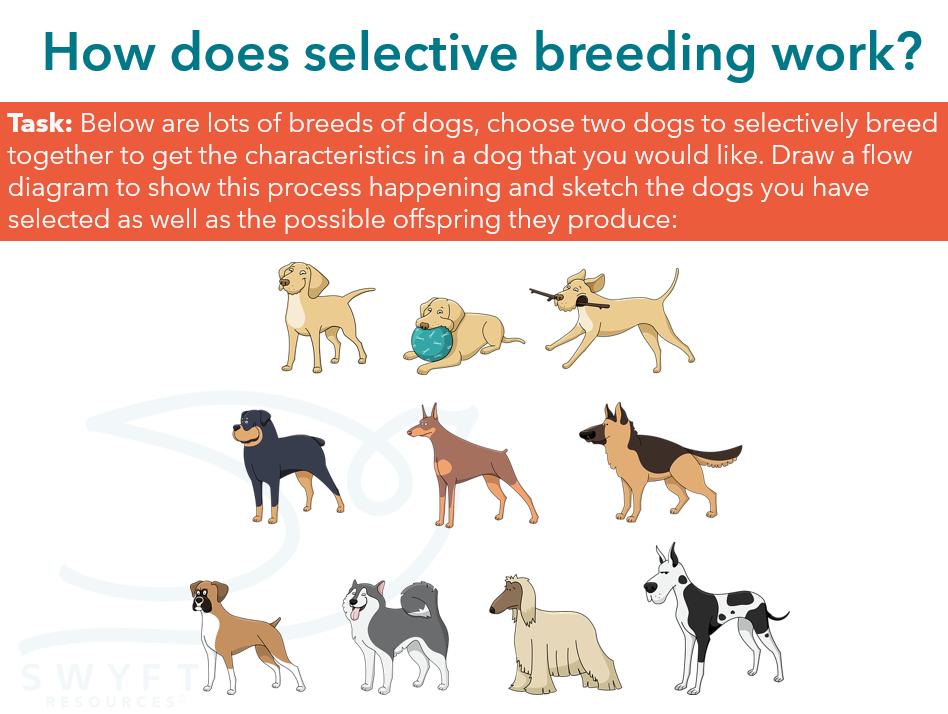 SELECTIVE BREEDING INHERITANCE, VARIATION EVOLUTION Swyft