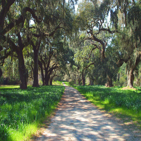 Majestic Spring