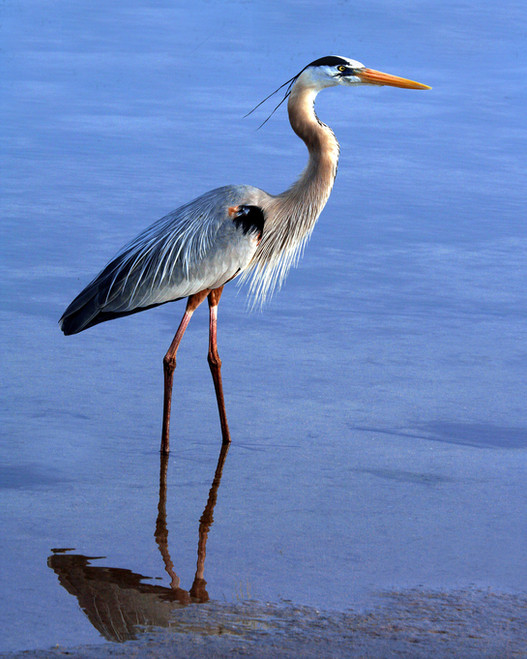 Tricolor Heron