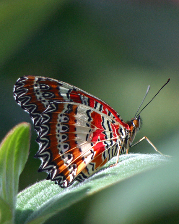 Malay Lacewing