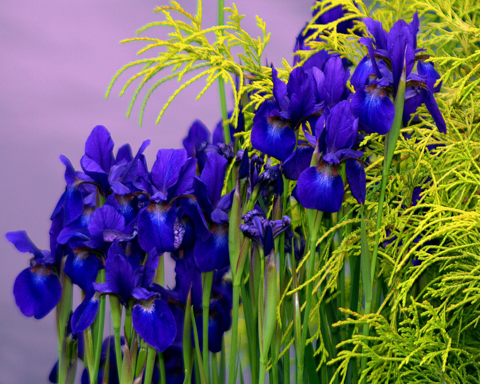 Purple Iris