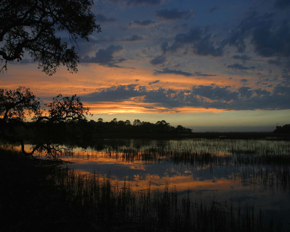 Marsh Delight