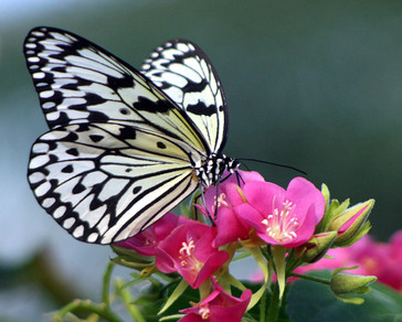 Large Tree Nymph