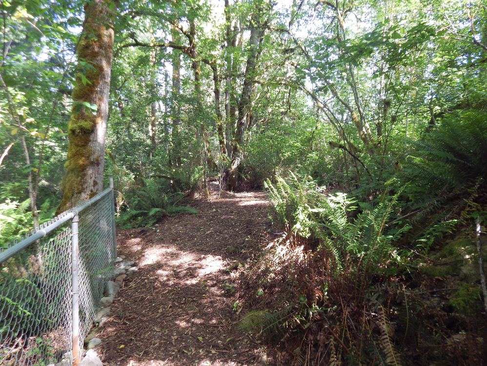 A path in the forest.