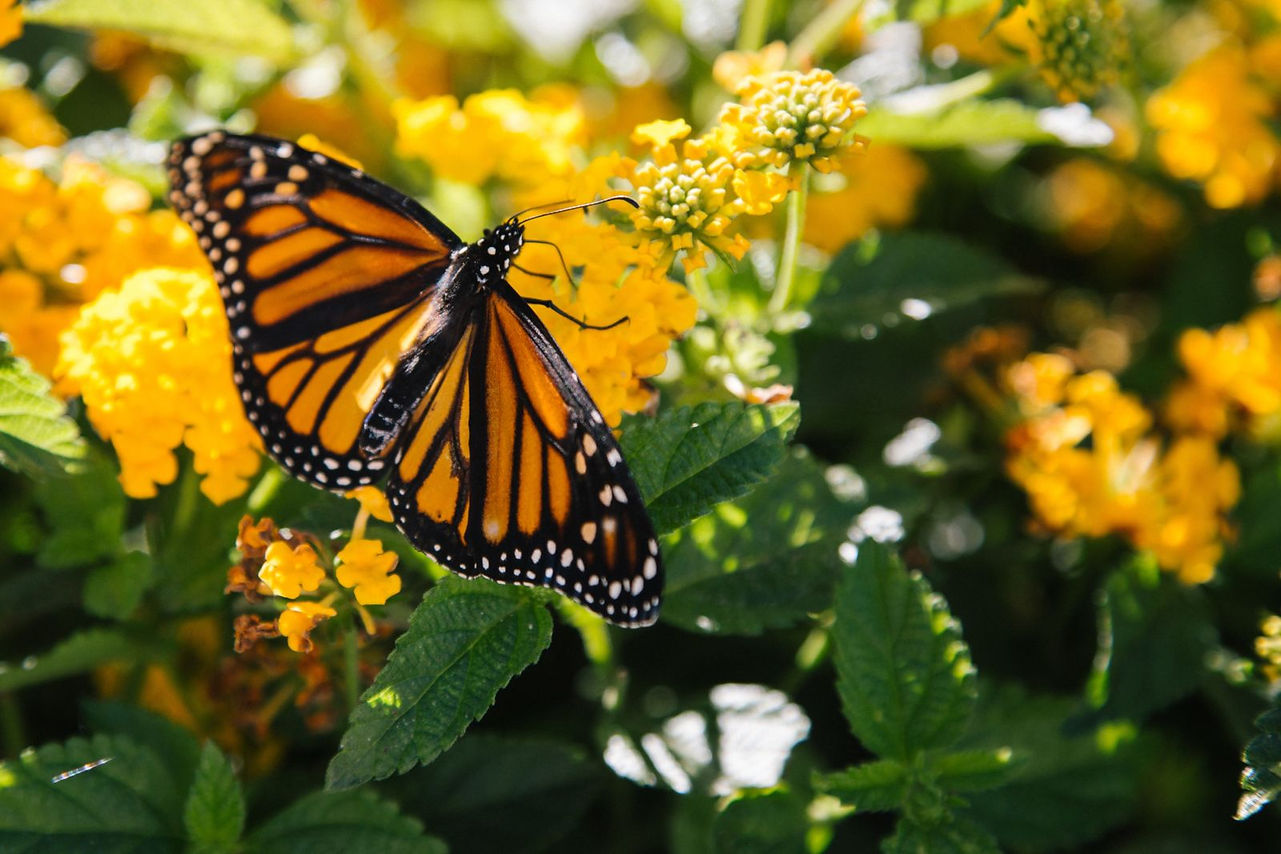 grover-beach-monarch-butterfly.jpeg