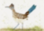 Watercolor painting of roadrunner bird
