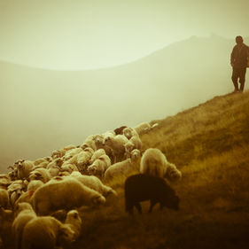 Pastors Must Be Visionary Shepherds