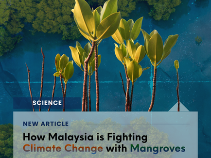 How Malaysia is Fighting Climate Change With Mangroves