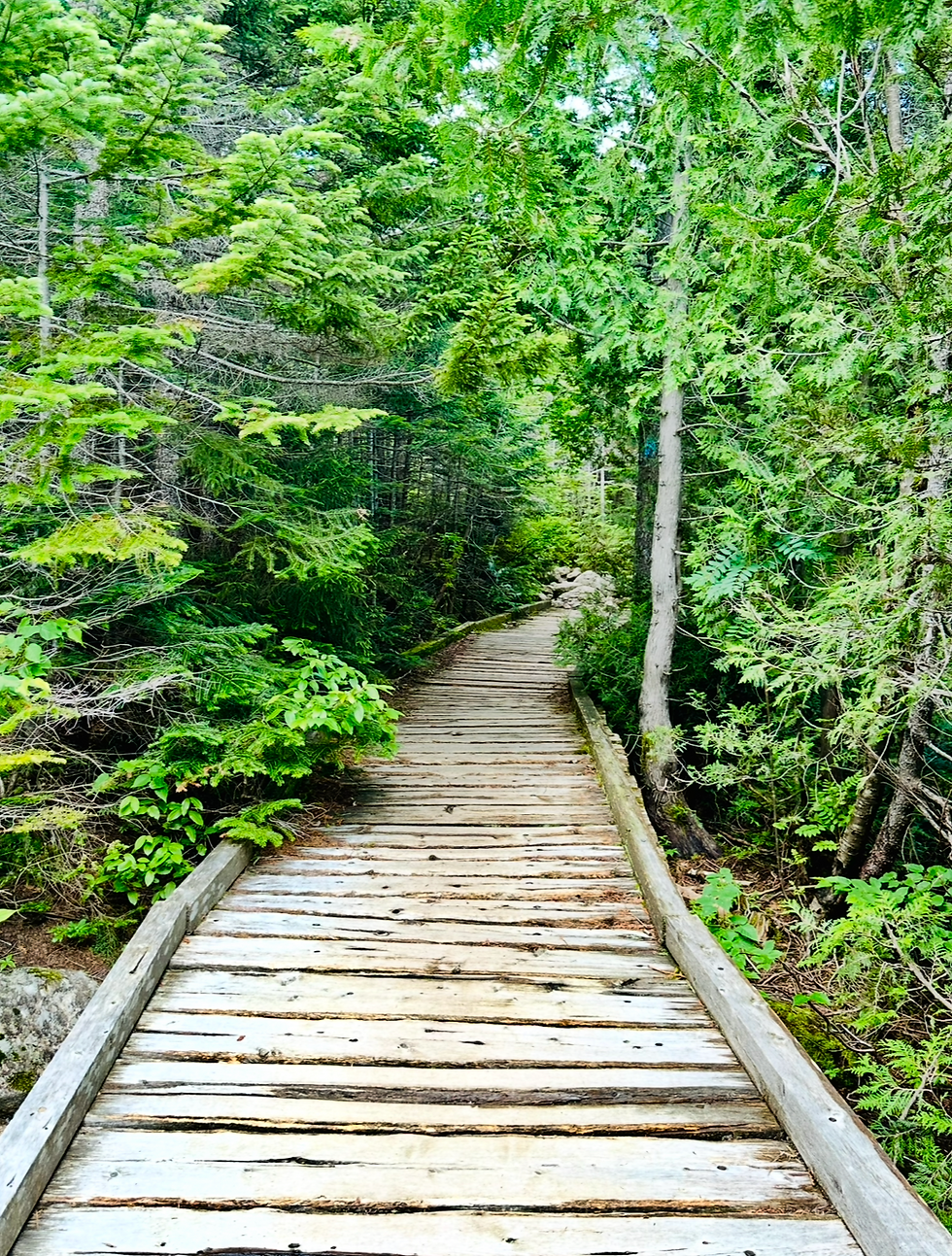 Reflections on Connection Centered Leadership: Issue No. 29: Curiosity as a Lifestyle