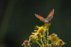 jpeg-optimizer_IMG_15564-2 c