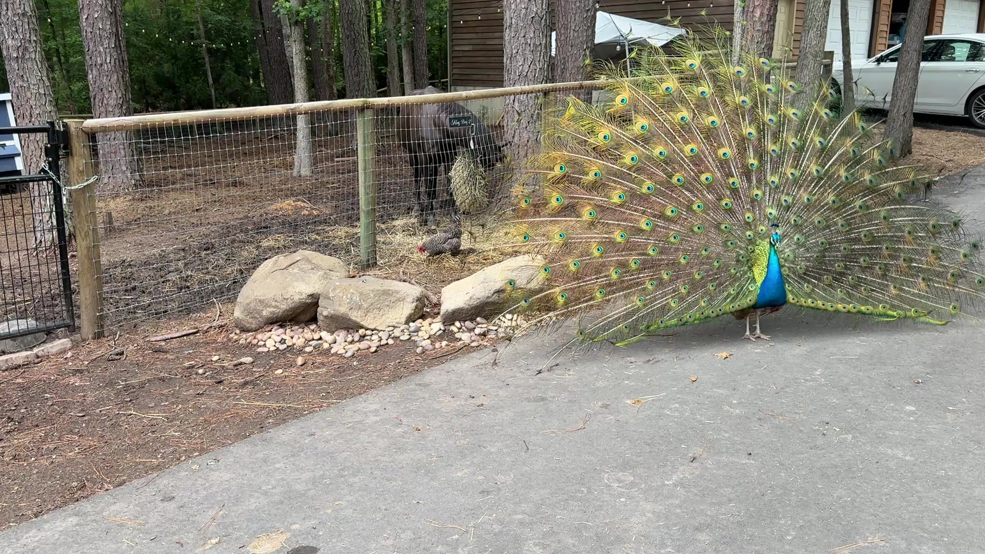 peacock spreading his wings