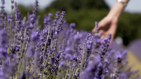 tumblr_43f35701d4dad5bf8f5c95ac19c95714_4970aed8_500.gif