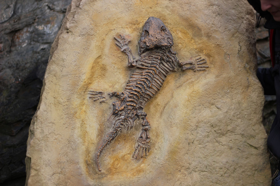 Prehistoric fossil