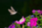 Art & Nature for Teens: Native Nights – Nocturnal Pollinators and Flowers