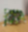 Beaded Succulents