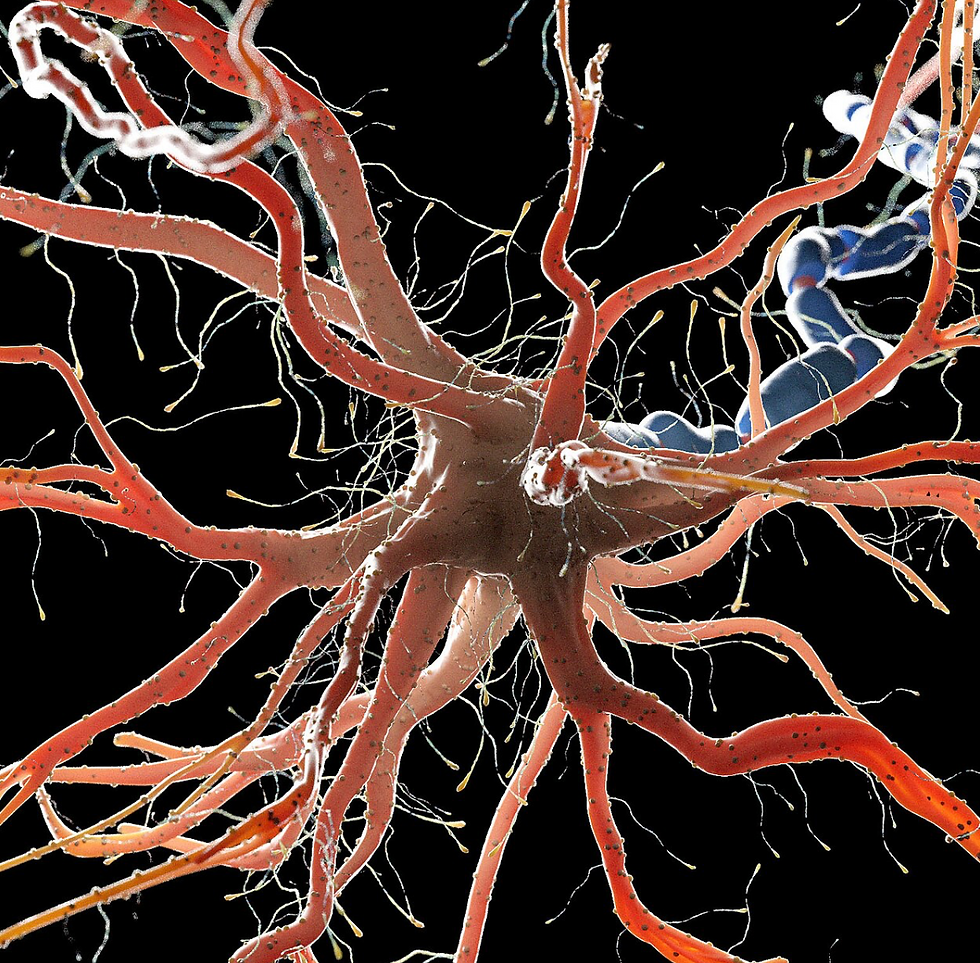 Human nerve pro