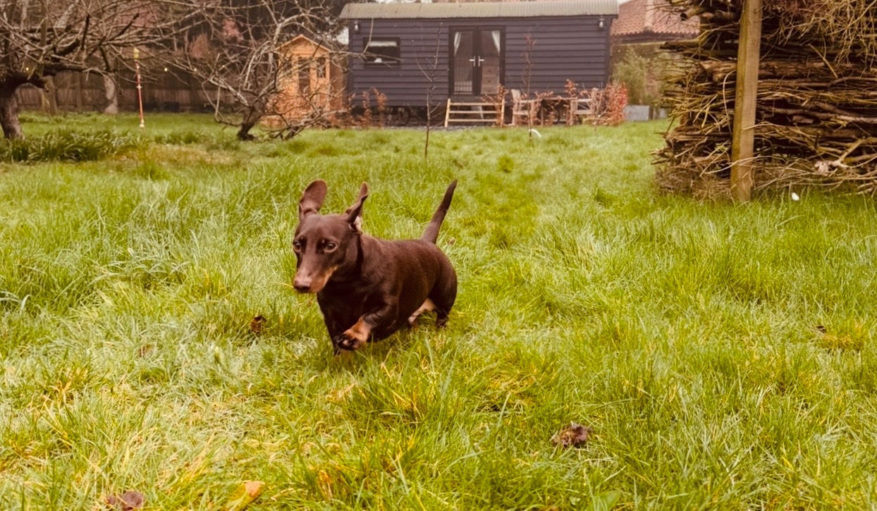 Brown Daschund running in the grass