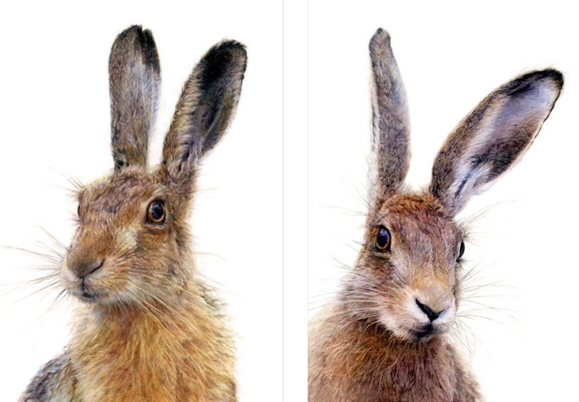 A Pair of Hares