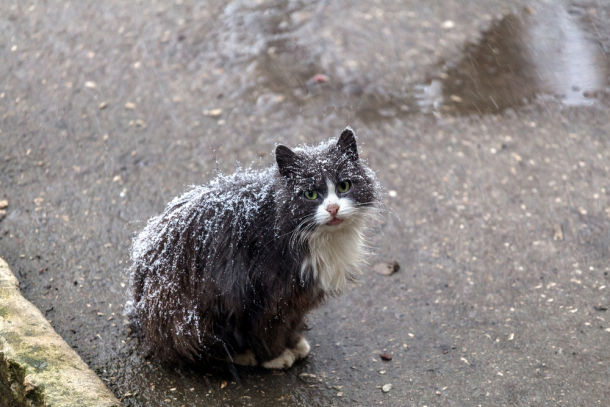 Outdoor Cats and Winter