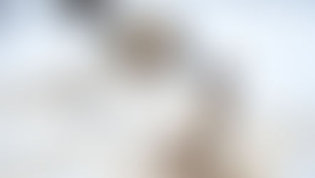 Kalamazoo dog fighter accepts plea deal. Again.