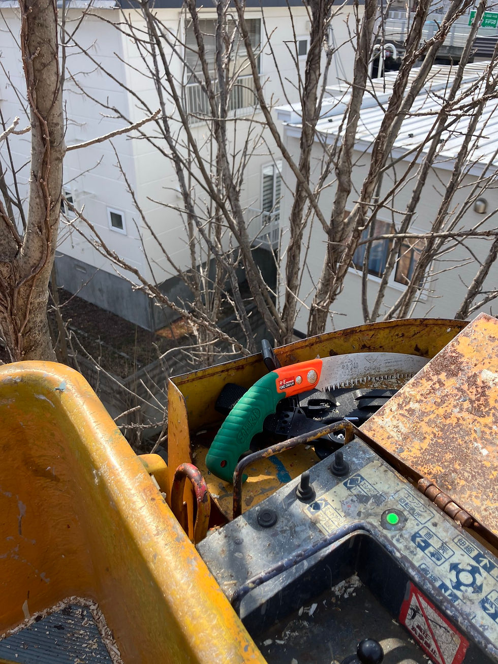 今日も伐採🪵🪚