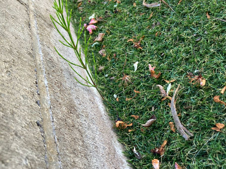 人工芝🌱
