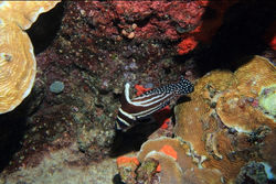 Villa Aldora Snorkeling