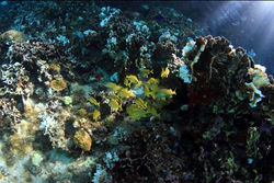 Villa Aldora Snorkeling