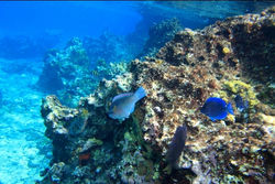 Villa Aldora Snorkeling