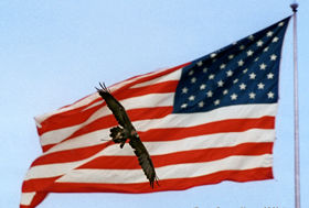 Just a Place Holder (For 'Merica)