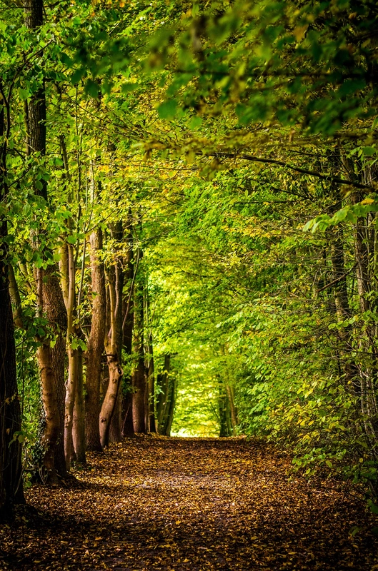 PARCOURS DANS LA NATURE