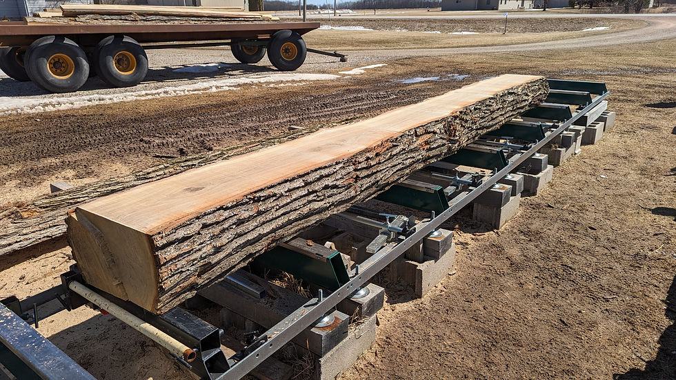 long white oak