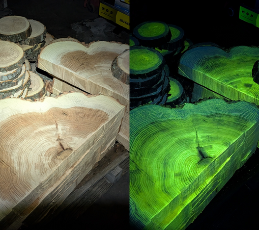 black light reaction of honey locust
