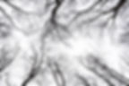 bare-tree-branches-against-the-sky-2026-01-11-10-45-00-utc.jpg