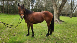 jolene (3)