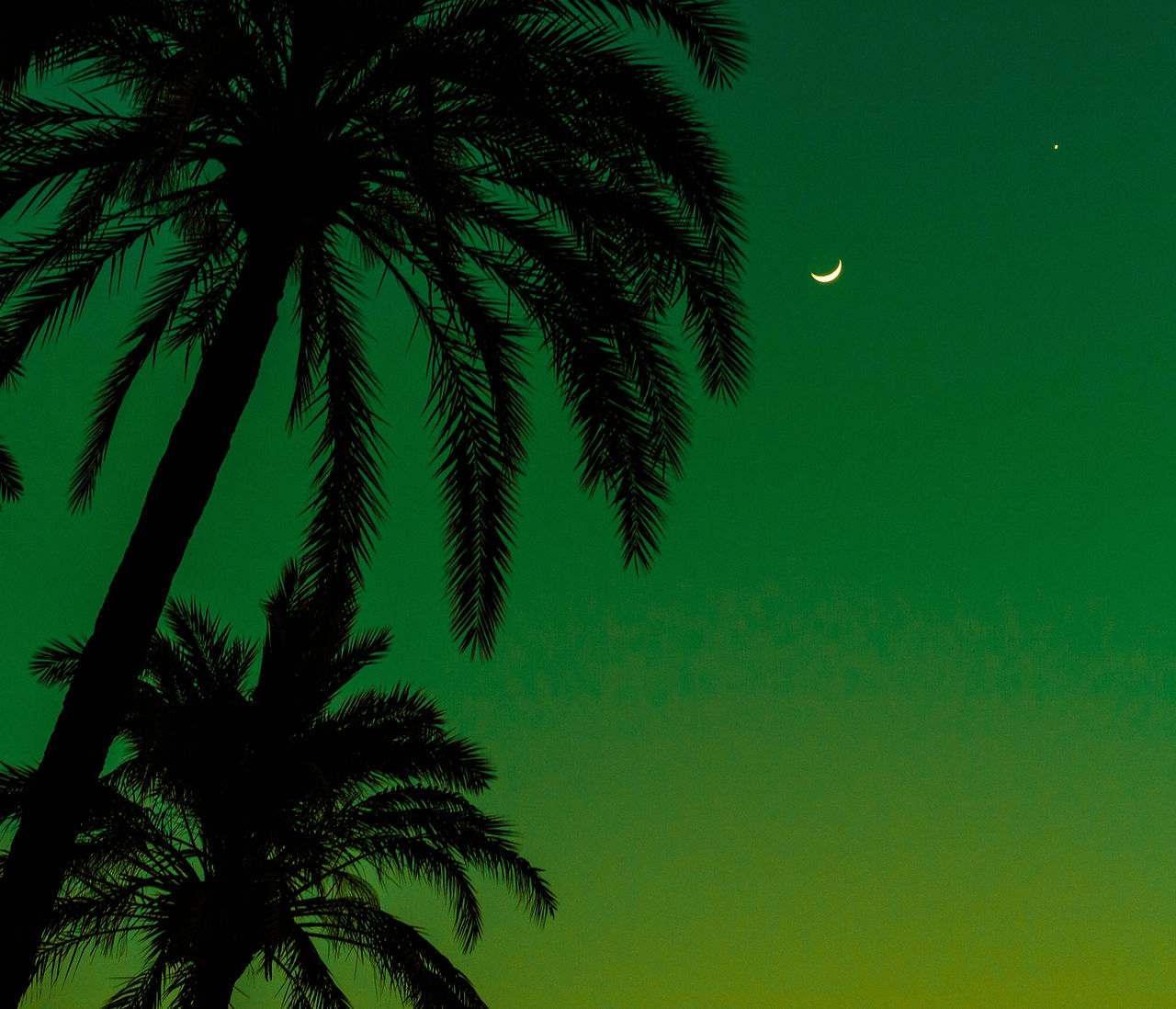 Palm Trees at Night