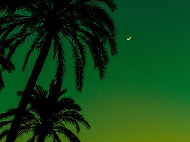 Palm Trees at Dusk