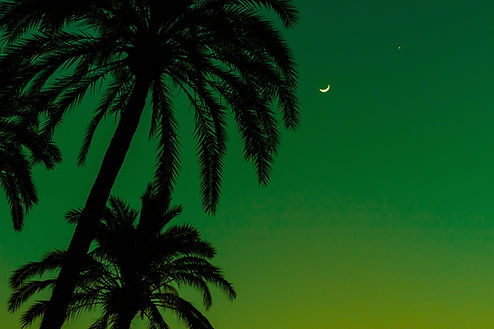 Palm Trees at Night