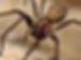 Spiders