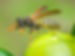 Bees and Wasps