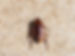 Cockroaches
