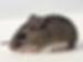 Mice