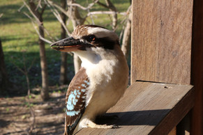Kookaburra perched on wooden post